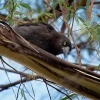 Fletnak belority - Strepera versicolor - Grey Currawong o0537